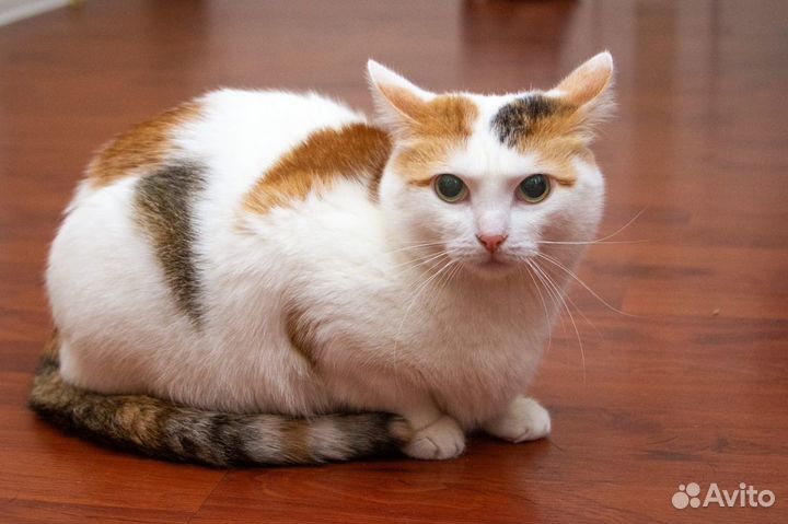 Ищет дом Лизонька