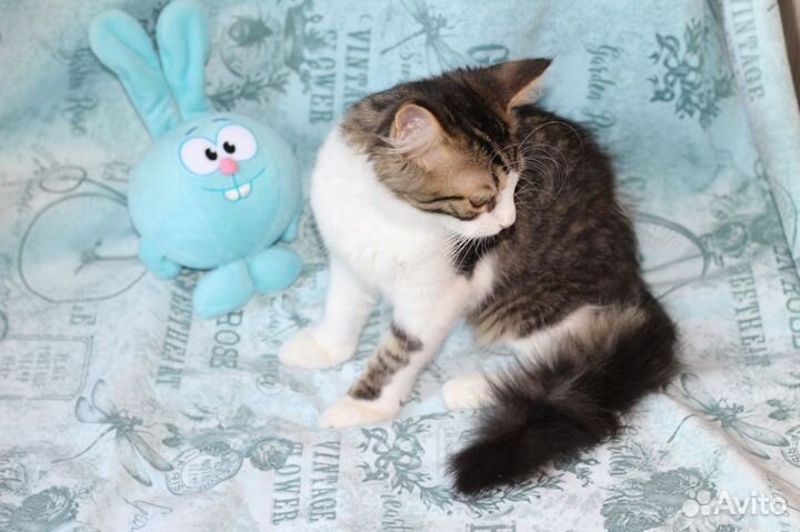 Котенок с нежным обликом и хулиганским поведением