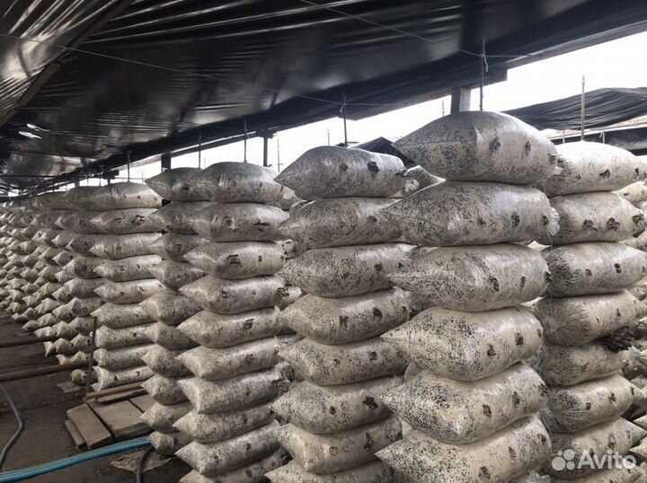 Грибные Блоки б/у (удобрение )