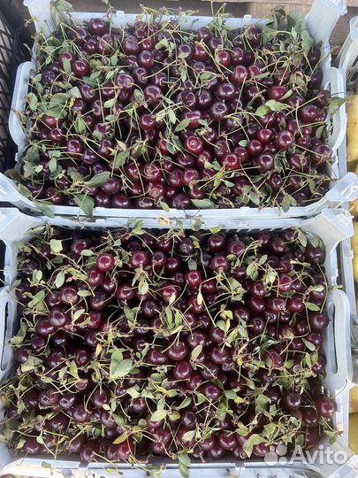 Вишня свежая