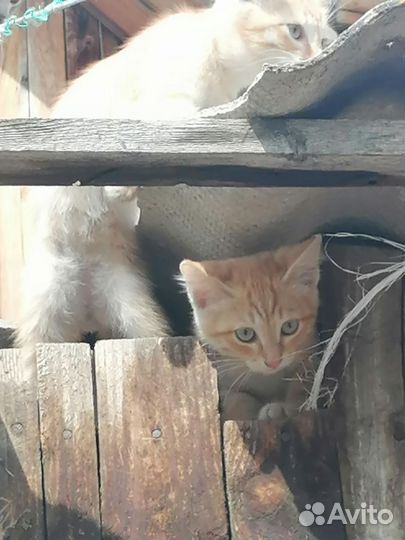 Котята в добрые руки