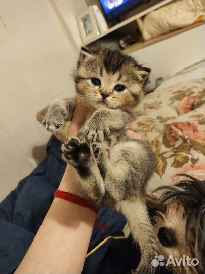 Золотая шиншилла