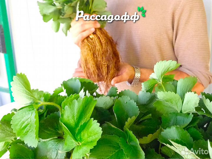 Рассада клубники. Фриго предзаказ на весну