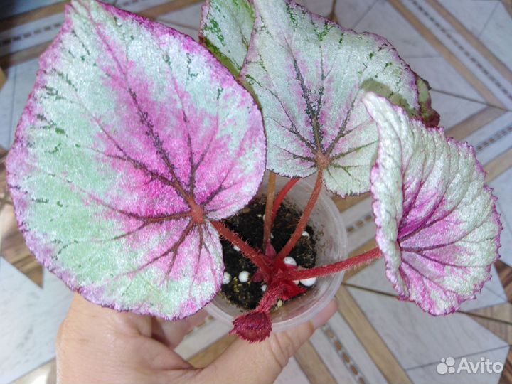 Бегонии декоративнолиственные