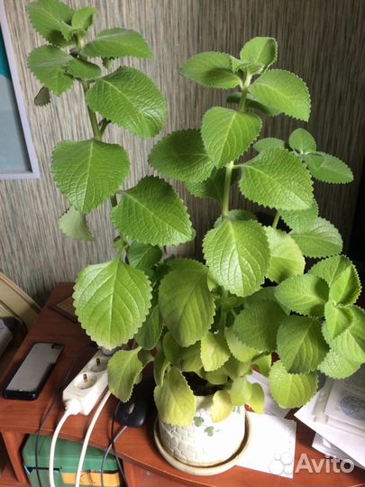 Плектрантус (Комнатная лимонная мята)