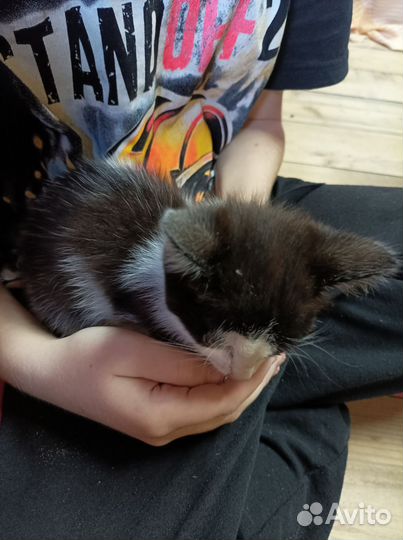 Домашние животные кошки