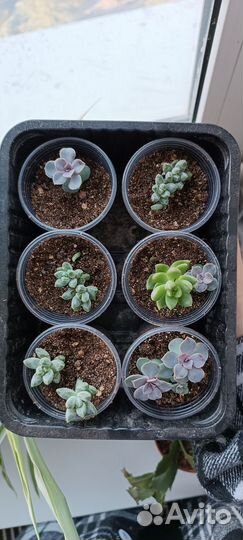 Суккуленты