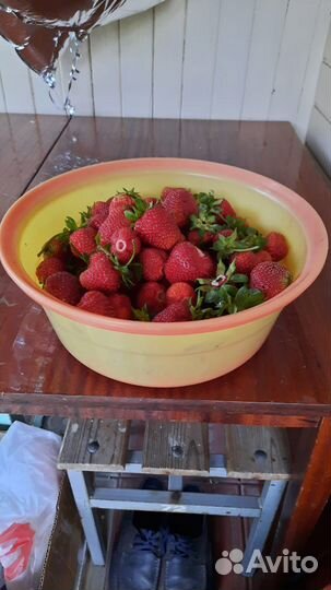 Рассада клубники