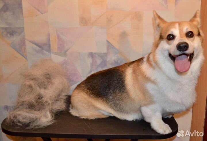 Стрижка собак