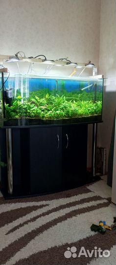 Аквариум с растениями и рыбами 260 литров