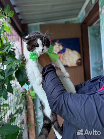 Батон бывшедомашний котик (как британец) в приюте