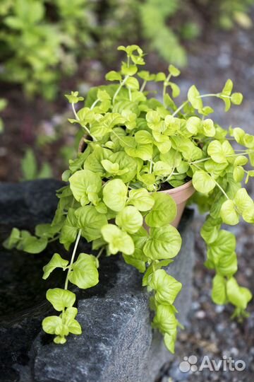 Растения для сада