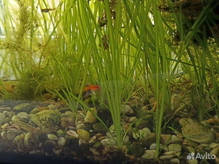 Валлиснерия