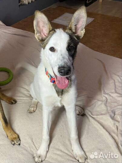 Щенки ищут дом