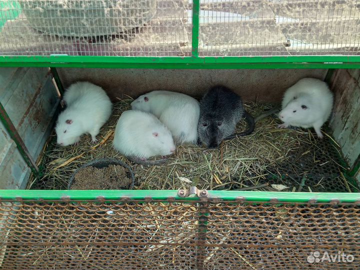 Клетка для кроликов, нутрий, птицы