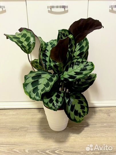 Калатея хелен кеннеди