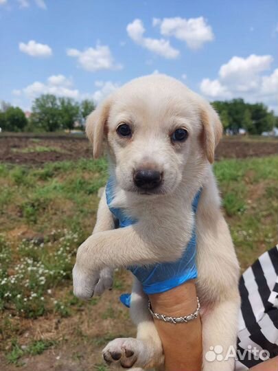 Метис щенок девочка