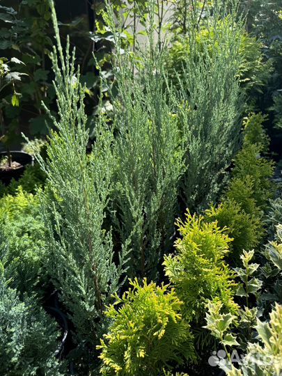 Можжевельник Блю эрроу