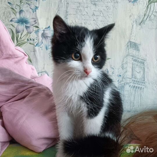 Котёнок девочка в дар