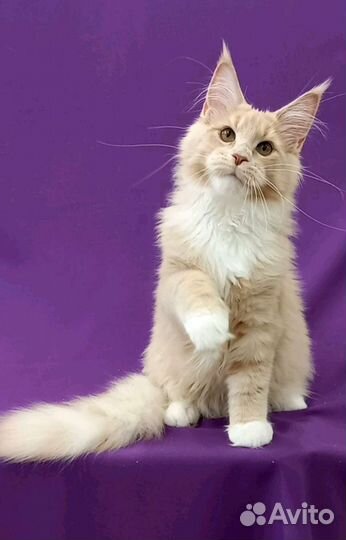 Котята мейн-кун с документами