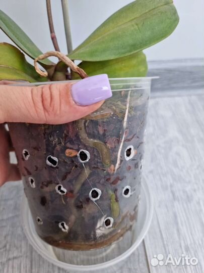 Орхидея фаленопсис детка