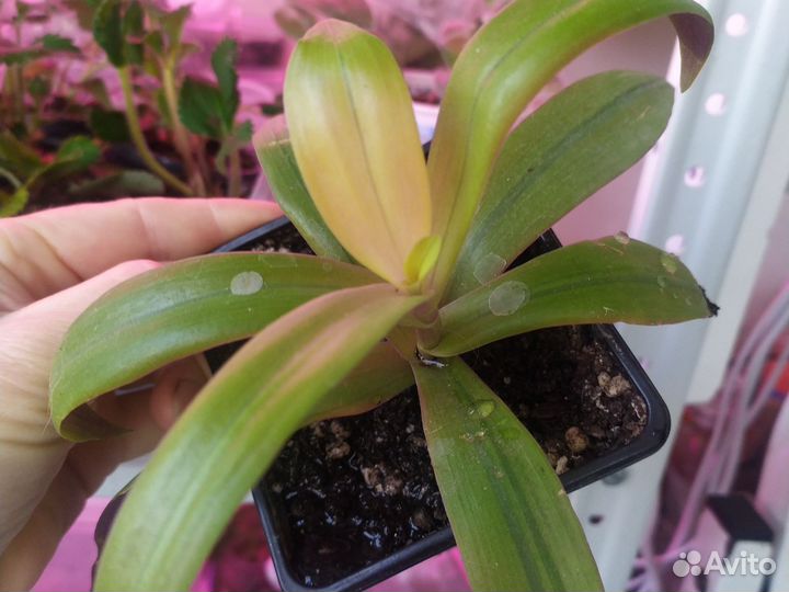 Традесканция рео и другие сортовые