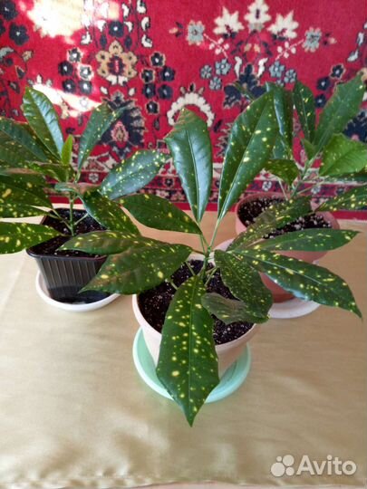 Комнатные цветы кротон