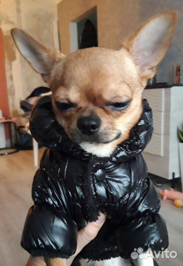 Вязка кобель чихуахуа