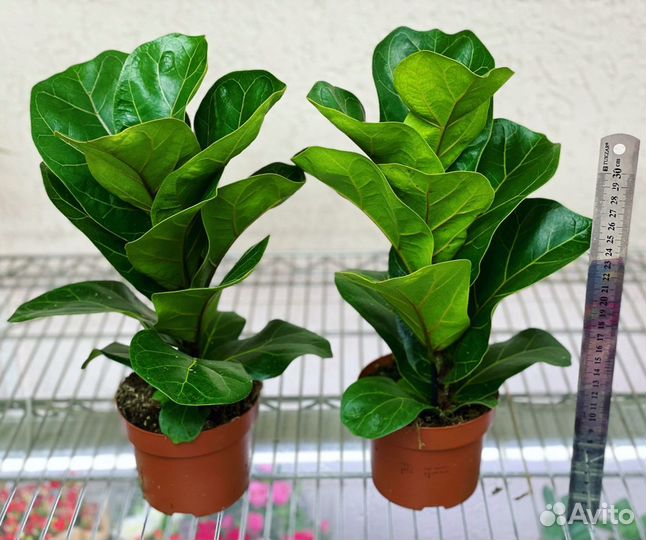 Фикус Лирата