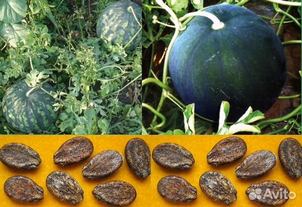 Дыня, арбуз семена