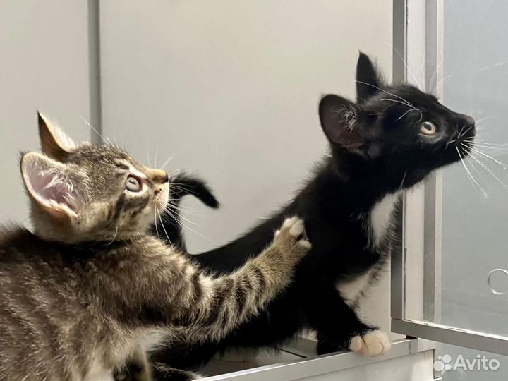 Три веселых котенка ищут дом