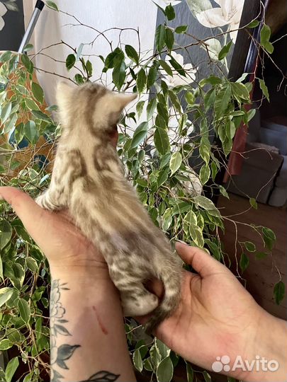 Бенгальская кошка