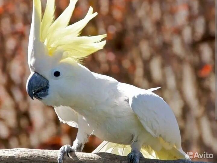Говорящий попугай какаду