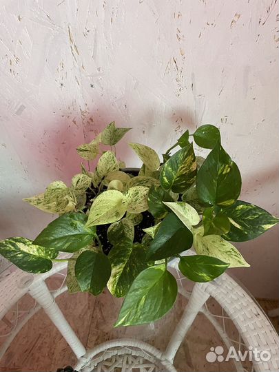 Сциндапсус