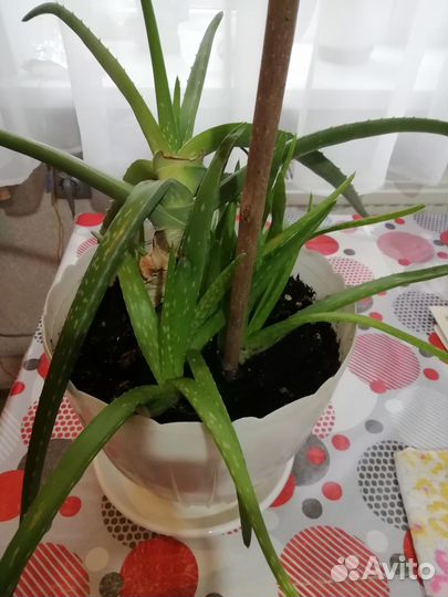 Комнатные цветы лилии и алоэ и горшки
