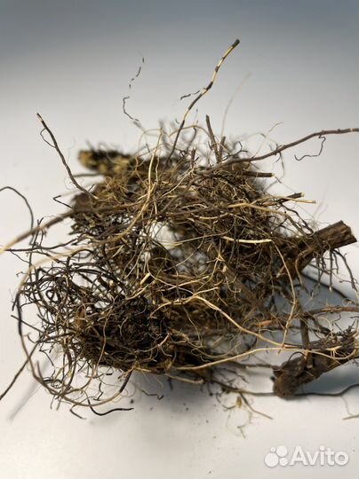 Левзея корень(маралий корень) при алкоголизме