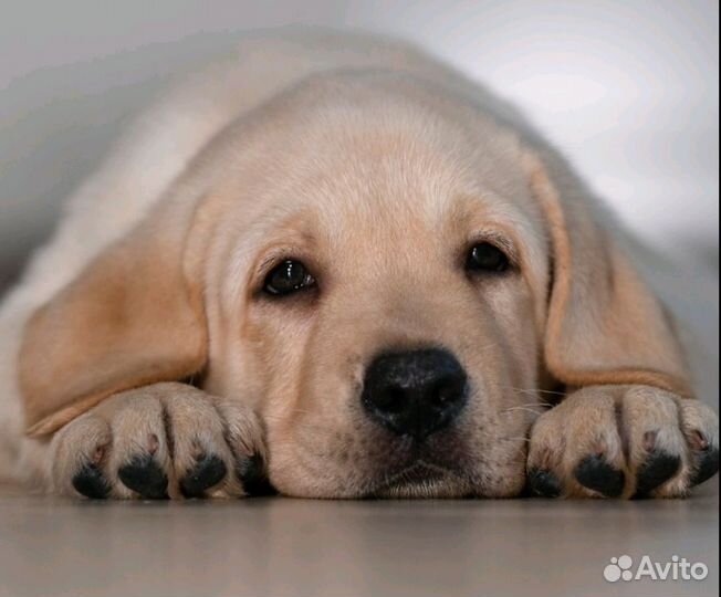 Щенки лабрадора