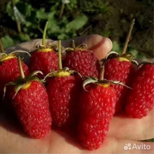 Ремонтантная малина саженцы опт и розница