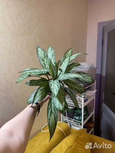 Аглаонема сильвер квин