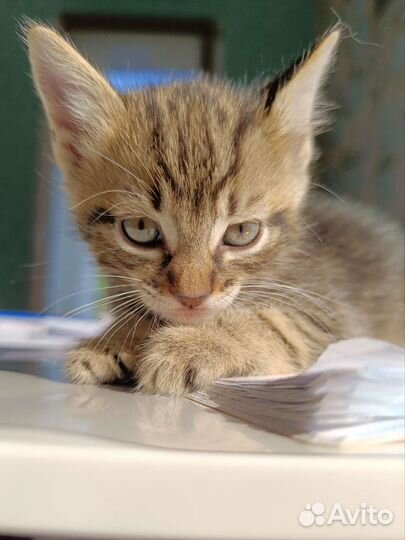 Котята в добрые руки, мальчики
