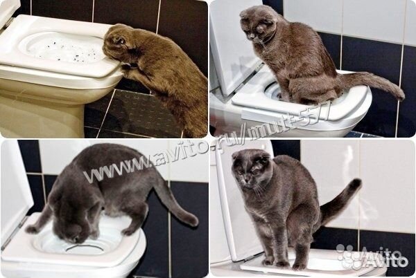 Система приучения кота к унитазу туалету