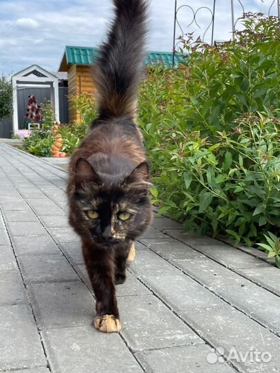 Кошка ищет заботливые руки