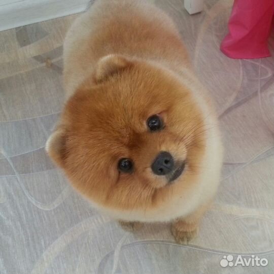 Cтрижка собачек