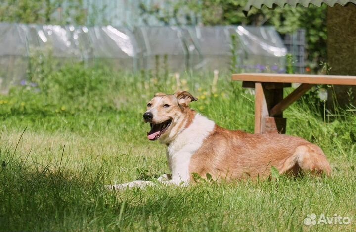 Рыжая собака девочка