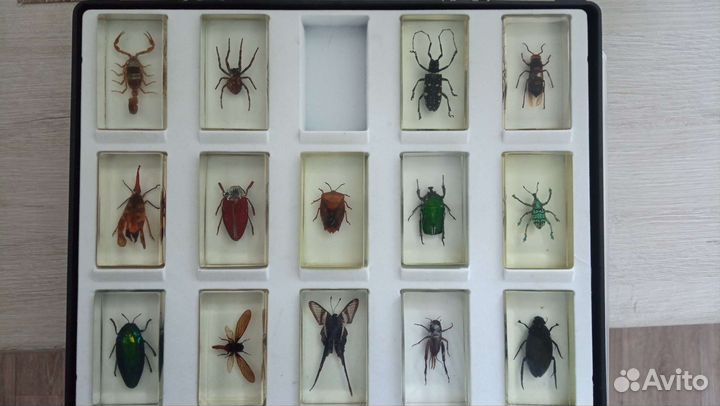 Насекомые деагостини