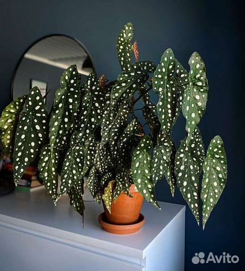 Бегония макулата