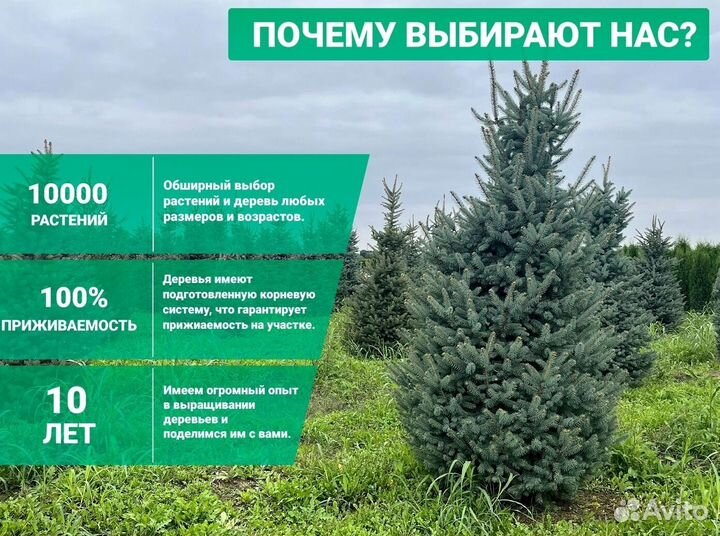 Ель Голубая 185см