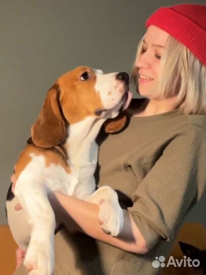 Передержка собак, животных (догситтер)