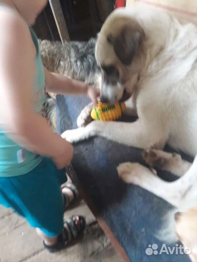 Добрая собака ищет дом