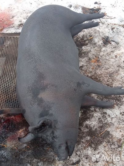 Мясо свинина домашнее